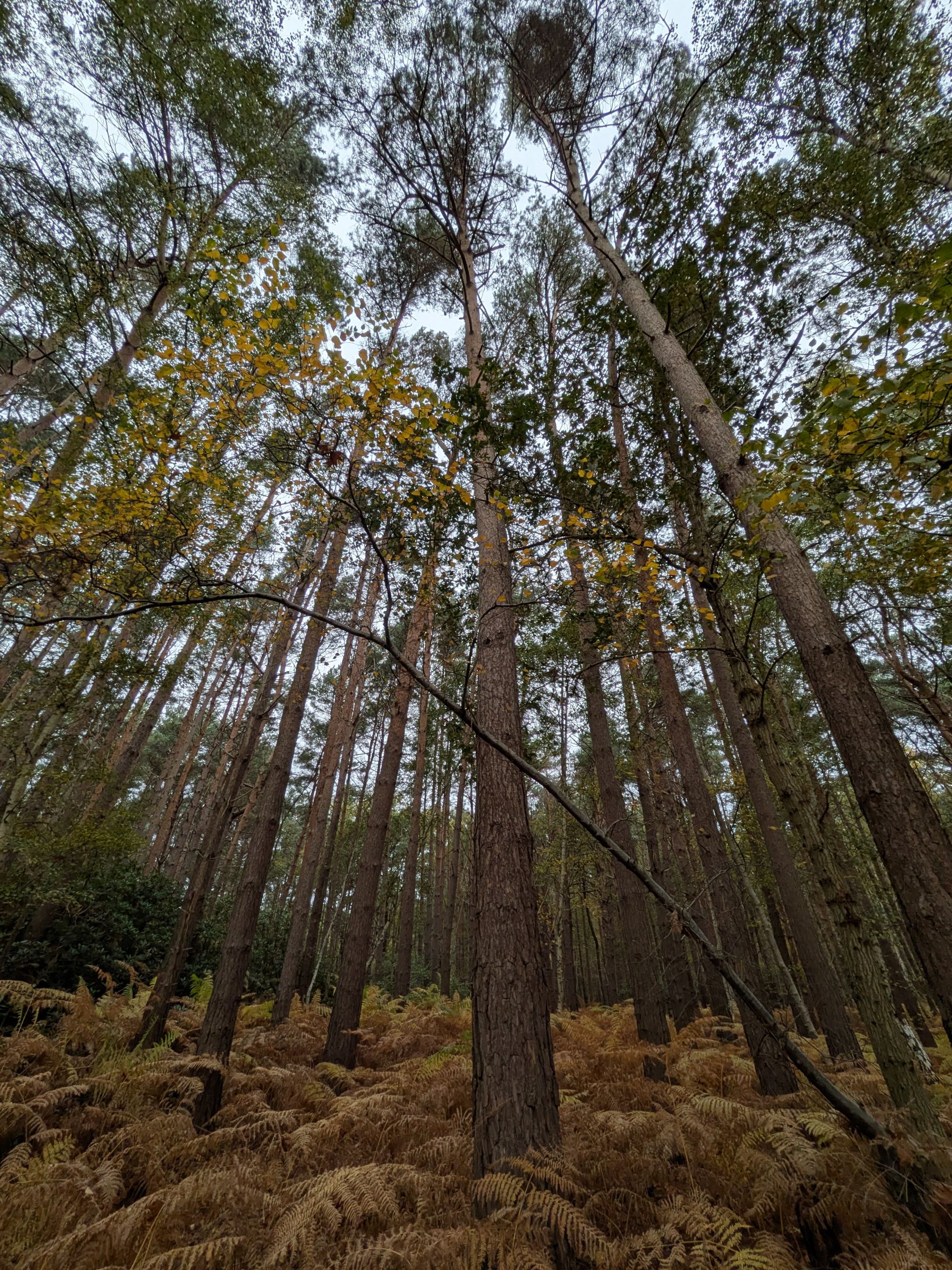 Trees in Stanners Hill